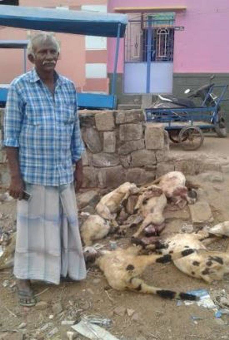 dogs killed 8 goats