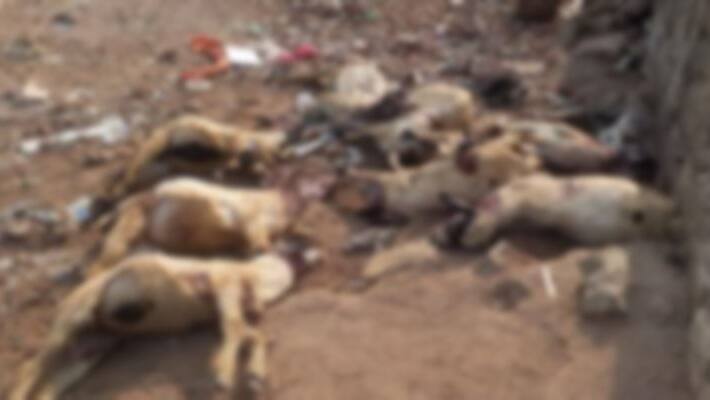 dogs killed 8 goats dogs killed 8 goats