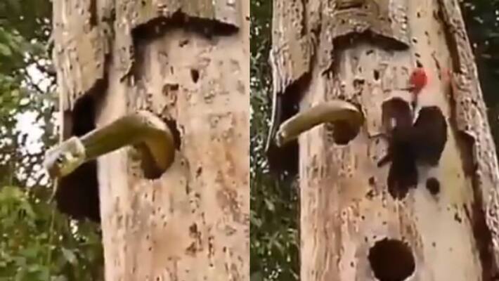 Woodpecker duel with a snake to protect her babies goes viral on social media Woodpecker duel with a snake to protect her babies goes viral on social media