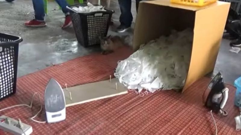 People buying corona virus bringing it home in a box and embracing death MJA