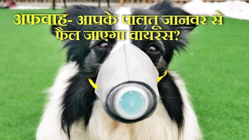 सच- अभी तक ऐसे सबूत सामने नहीं आए, जिससे यह पता चल सके कि पालतू जानवरों से कोरोना वायरस फैल रहा है।