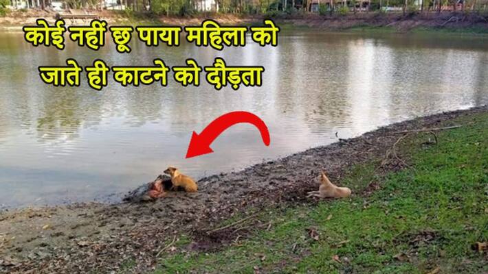 Stray dogs protecting blind homeless woman sleeping riverside makes netizens emotional kph Stray dogs protecting blind homeless woman sleeping riverside makes netizens emotional kph