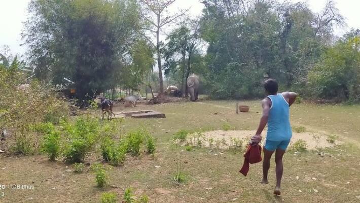 Elephants enters villages in West Midnapore and Jhargram Elephants enters villages in West Midnapore and Jhargram