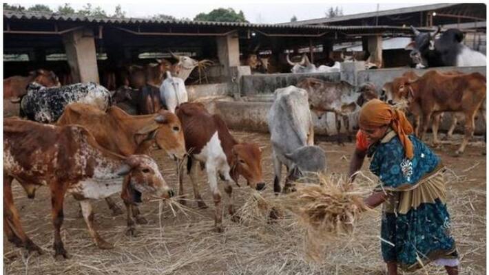Govt awards 12 startups for innovation in animal husbandry including belagavi adis technologies Govt awards 12 startups for innovation in animal husbandry including belagavi adis technologies