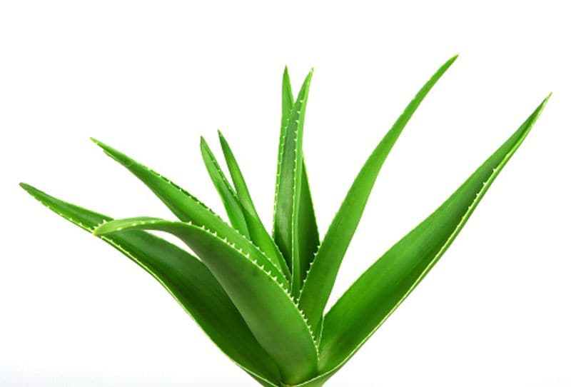 Tired by using skin lightening cream use this home remedies to lighten the neck