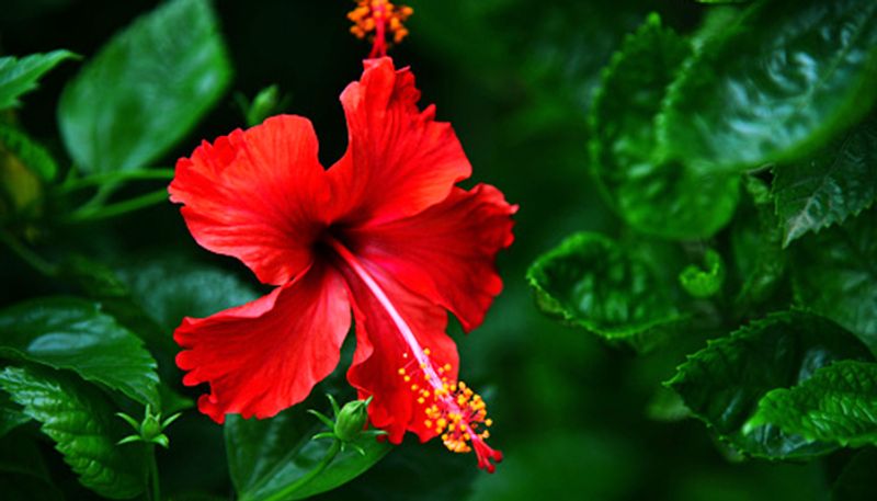 Not harmful chemicals lets play Holi with herbal colors to avoid skin problems