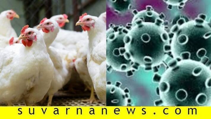 chicken price very badly reduced by threat of corona virus and rumor news chicken price very badly reduced by threat of corona virus and rumor news