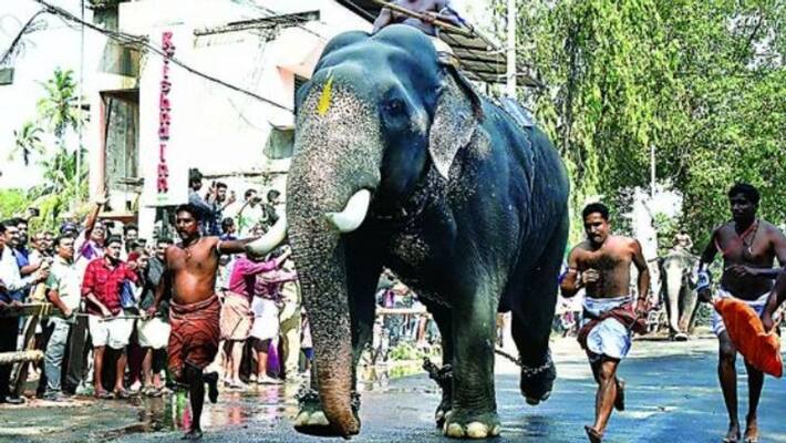guruvayur temple aanayottam today guruvayur temple aanayottam today