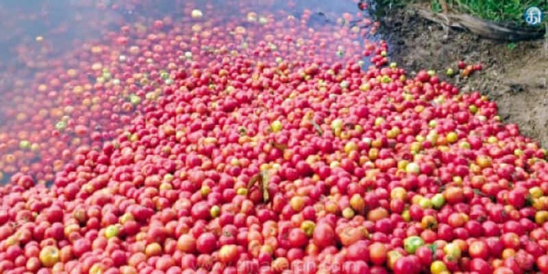 tomato dumped in lake since no one willing to buy it from farmers