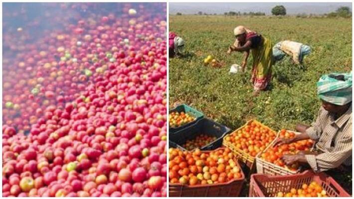 tomato dumped in lake since no one willing to buy it from farmers tomato dumped in lake since no one willing to buy it from farmers