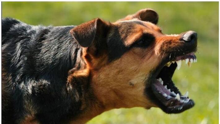 AC room in house for dogs Peas shattered electricity AC room in house for dogs Peas shattered electricity