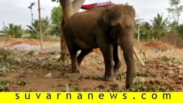 Elephant Attack on Mahout in the International Institute of Art of Living in Bengaluru Elephant Attack on Mahout in the International Institute of Art of Living in Bengaluru