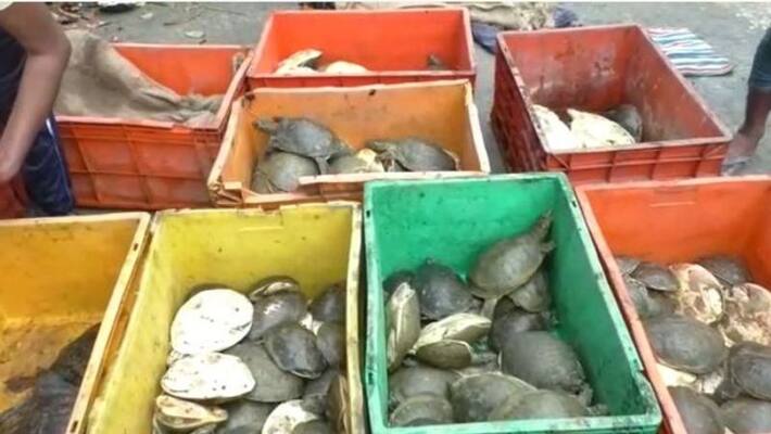 Huge amount of tortoise found in Kolkata station Huge amount of tortoise found in Kolkata station