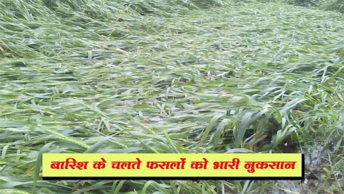 Unseasonal rains in Punjab and Haryana damage crops, temperatures drop by 3 to 8 degrees kpm Unseasonal rains in Punjab and Haryana damage crops, temperatures drop by 3 to 8 degrees kpm