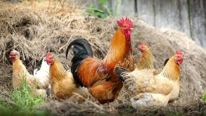 chicken stalls should be closed in kozhikode says collector chicken stalls should be closed in kozhikode says collector