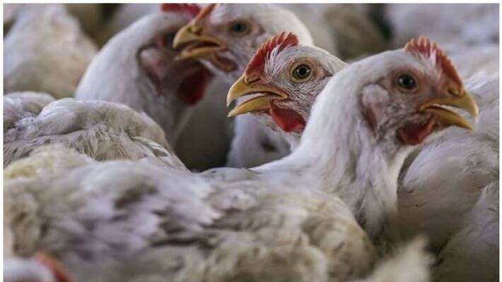 chicken stalls in kozhikode will be closed from tomorrow on wards chicken stalls in kozhikode will be closed from tomorrow on wards