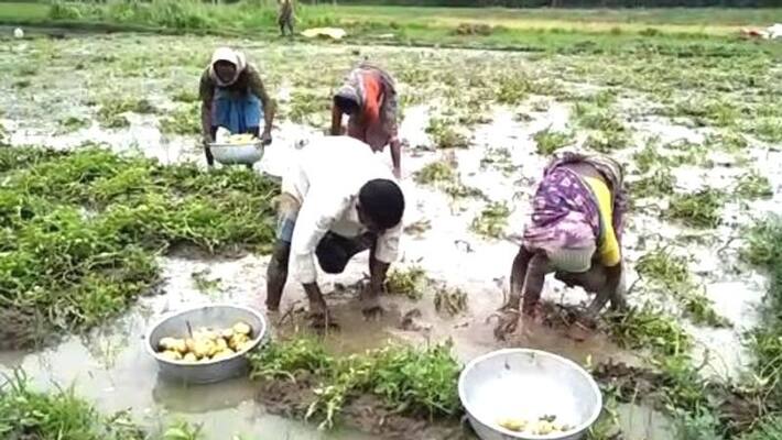 Rain have damaged potato field in Midnapore Rain have damaged potato field in Midnapore