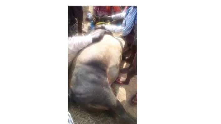 Jallikattu Bull died due to electric shock Jallikattu Bull died due to electric shock