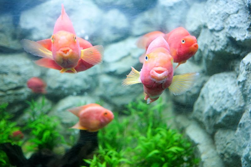 Aquarium not just an interior decorator