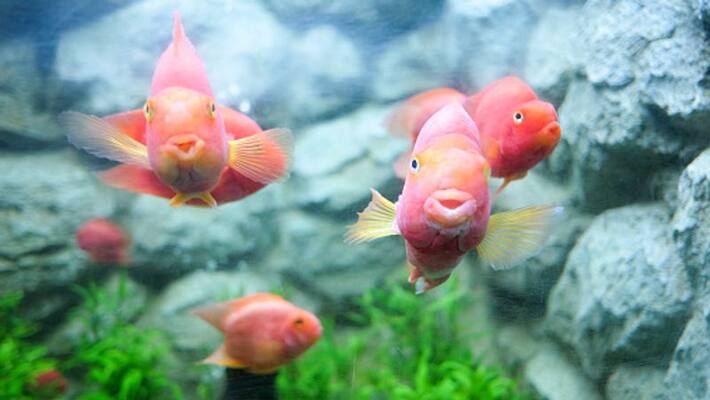 Coral reef fish have the most to lose from climate change Coral reef fish have the most to lose from climate change