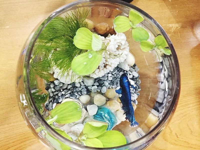 Aquarium not just an interior decorator
