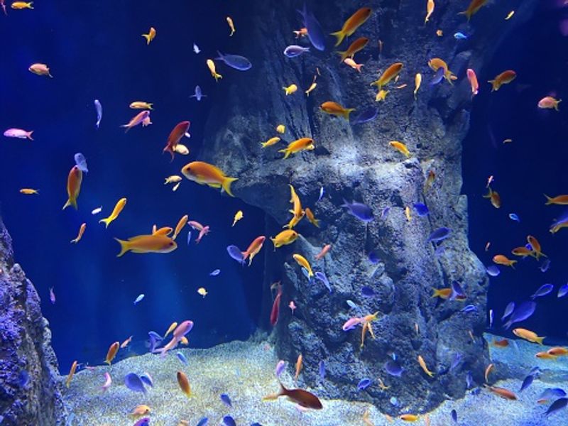 Aquarium not just an interior decorator