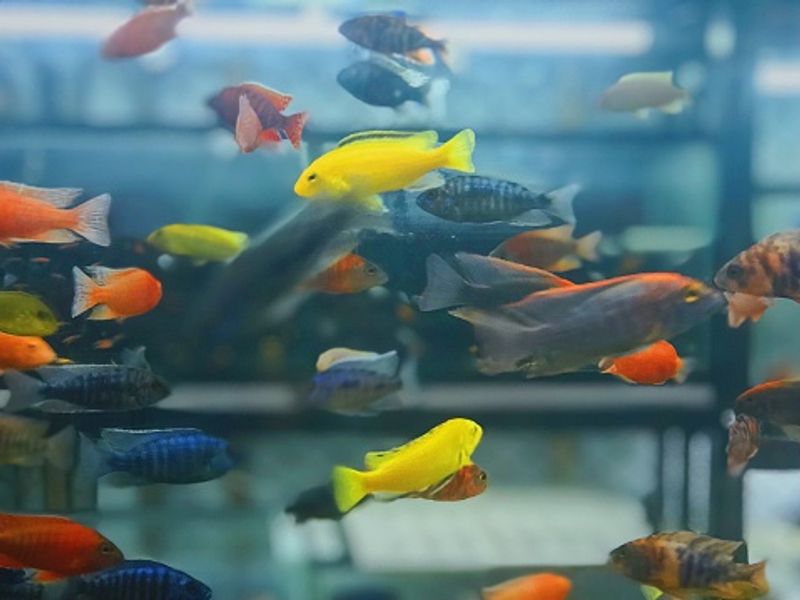 Aquarium not just an interior decorator