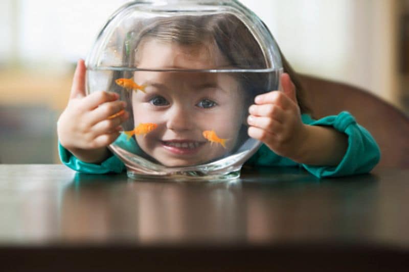 To increase happiness and prosperity in the house bring colorful fish in the new year BDD