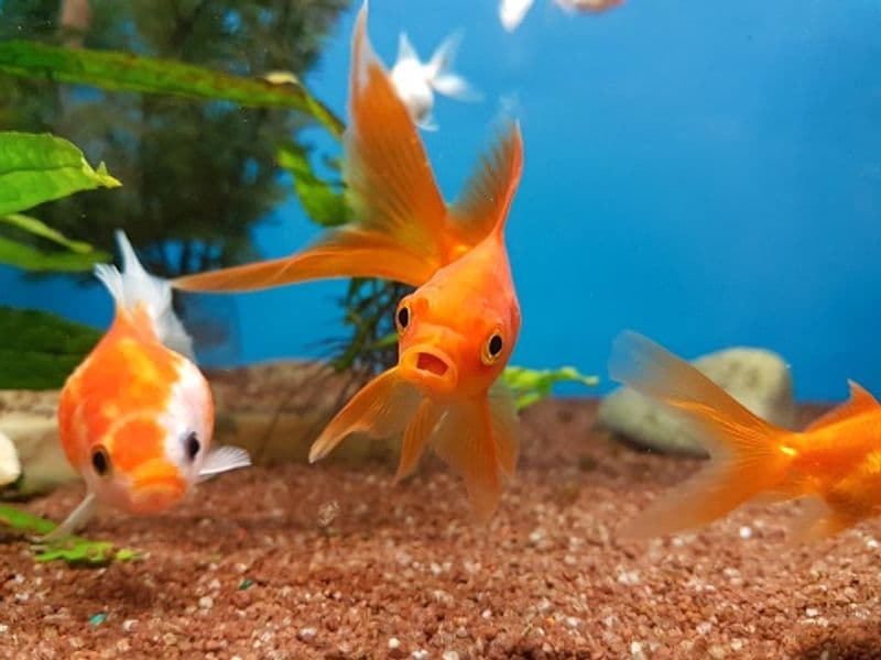 Aquarium not just an interior decorator