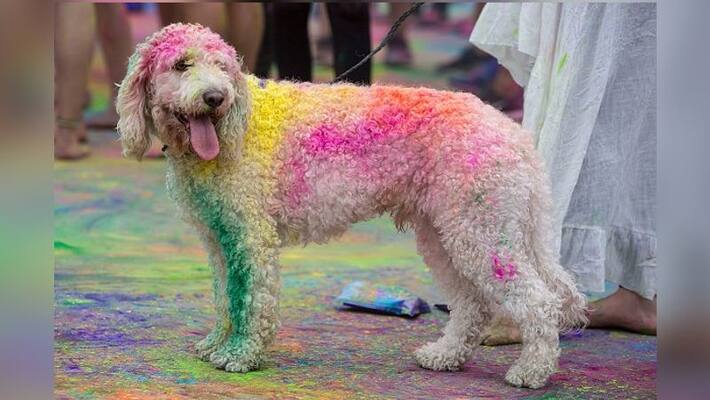 Authorities have announced jail term for spraying dogs with colour this holi Authorities have announced jail term for spraying dogs with colour this holi