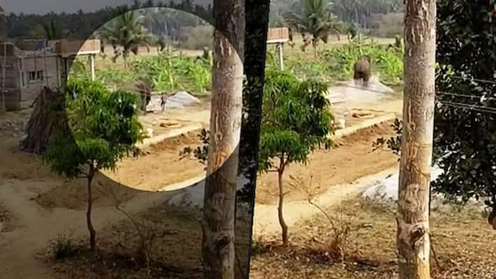 Viral Video: Human-animal conflict - lone Jumbo tramples man in Tumakuru Viral Video: Human-animal conflict - lone Jumbo tramples man in Tumakuru