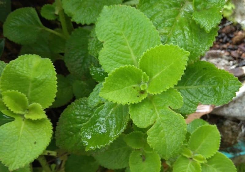 Doddapatre leaves recipes which is good for cold and cough