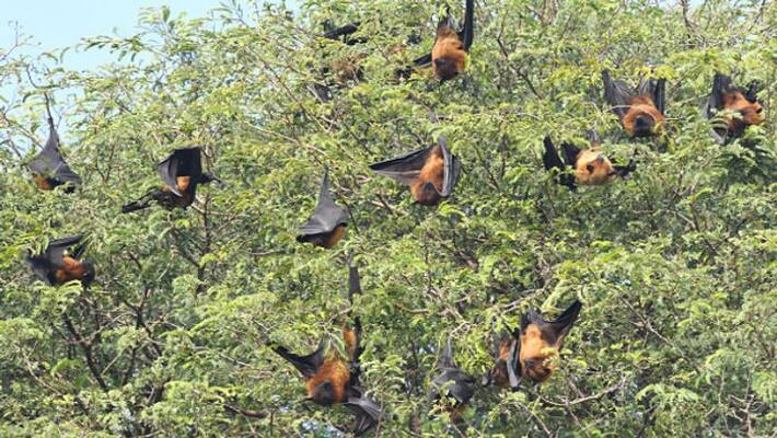 Officials collect samples after mass death of bats in kerala Officials collect samples after mass death of bats in kerala
