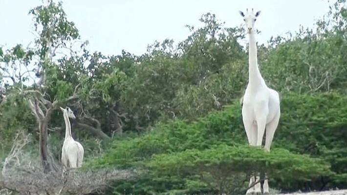 rare white giraffes killed by poachers at Kenya rare white giraffes killed by poachers at Kenya