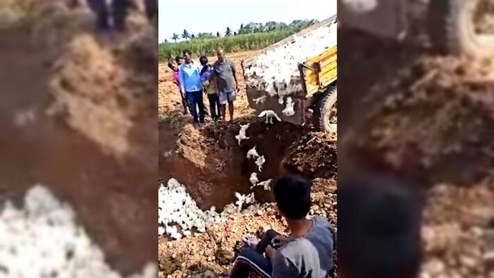 Coronavirus panic impacts sale, Karnataka poultry farmer buries alive 6,000 chickens Coronavirus panic impacts sale, Karnataka poultry farmer buries alive 6,000 chickens