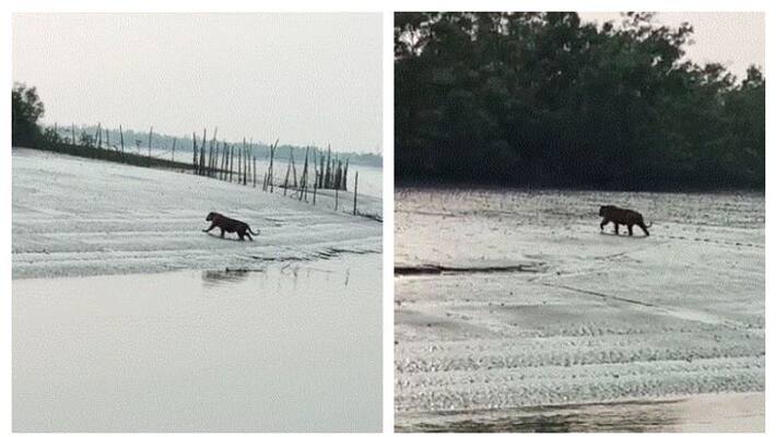 Tiger Gives appearance at Sundarbans Tiger Gives appearance at Sundarbans