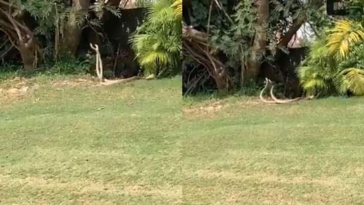 Snakes battle on golf course video goes viral on social media Snakes battle on golf course video goes viral on social media