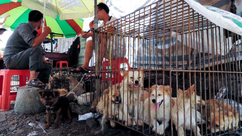 Horrific photos of dog market in china from where corona virus outbreak kph