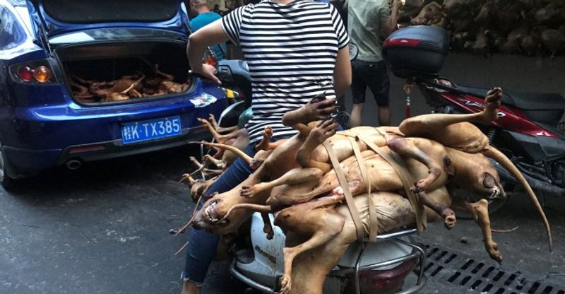 Horrific photos of dog market in china from where corona virus outbreak kph