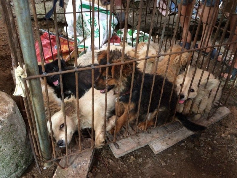 Horrific photos of dog market in china from where corona virus outbreak kph