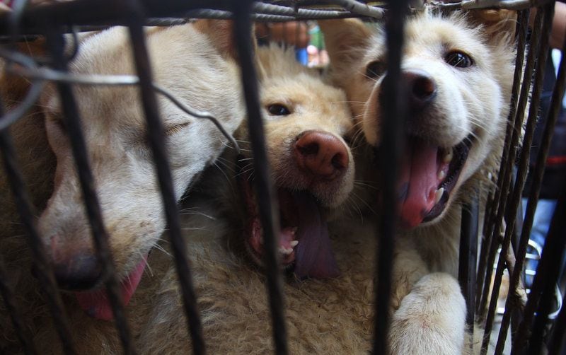 Horrific photos of dog market in china from where corona virus outbreak kph