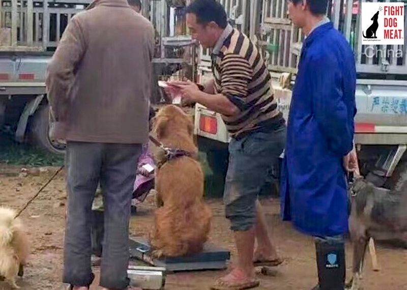 Horrific photos of dog market in china from where corona virus outbreak kph