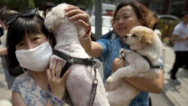 Horrific photos of dog market in china from where corona virus outbreak kph