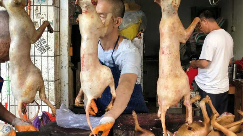Horrific photos of dog market in china from where corona virus outbreak kph