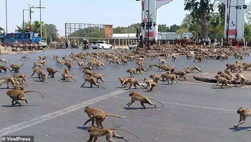 Tourists stopped coming due to COVID 19, hungry monkeys stepped in to the town for bananas