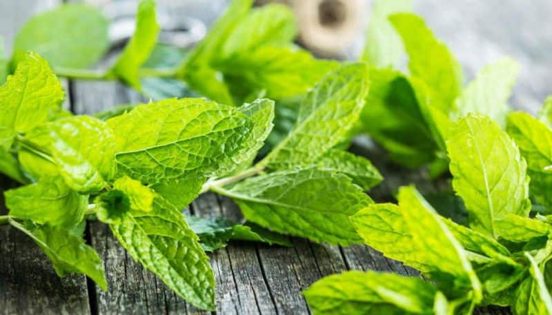 drink boiled water with mint leaves the benefits are many