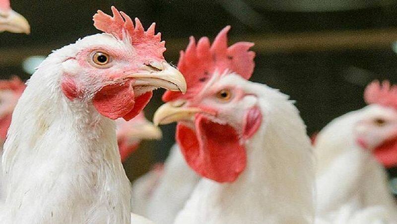 poultry farming owners association announced 1 crore prize who will prove corona virus came from chicken