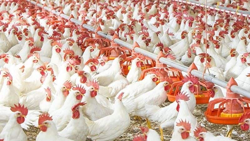 Message circulating as covid 19 found in chicken in Madhya Pradesh here is facts