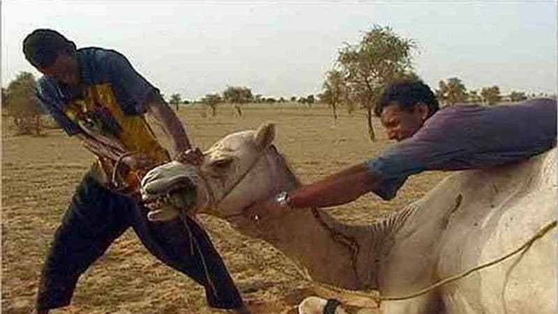 Camel was irritated by day and night work, chewed the owner's head MJA