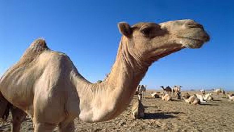 Camel was irritated by day and night work, chewed the owner's head MJA